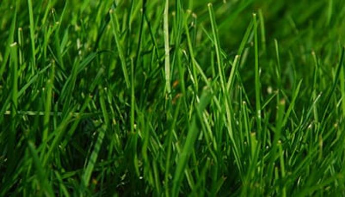 Приснилась зеленая трава — нюансы толкования по сонникам